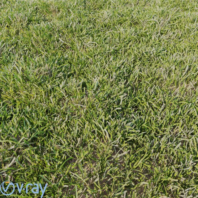 high details grass vray 3D Model .c4d .max .obj .3ds .fbx .stl .blend 