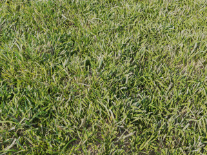 high details grass vray Model 3D