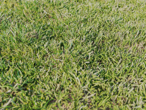 high details grass vray 3D Model