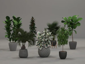 plants collection 01 3D Model