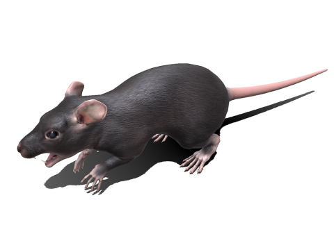 Rat Low-poly PBR 3D Модель