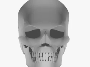 SKULL 3D Model