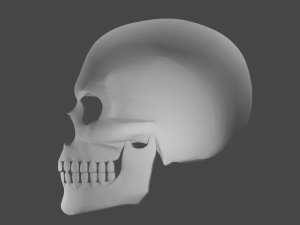 SKULL 3D Model