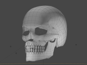 SKULL 3D Model