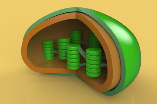 chloroplast Modelo 3D .c4d .max .obj .3ds .fbx .stl .blend 
