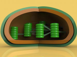 chloroplast Modelo 3D