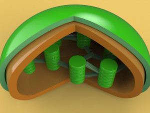 chloroplast Modelo 3D