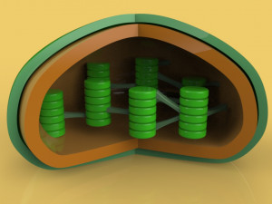 chloroplast Modelo 3D