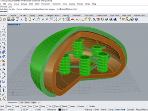 chloroplast Modelo 3D