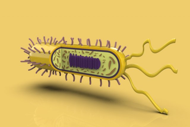 bacteria 3D Model .c4d .max .obj .3ds .fbx .stl .blend 