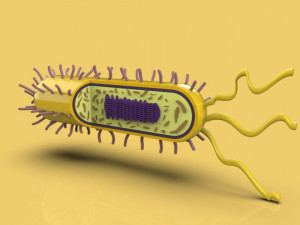 bacteria 3D Model