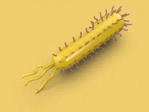 bacteria 3D Model