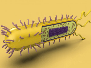 bacteria 3D Model