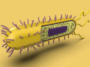 bakteri Model 3D