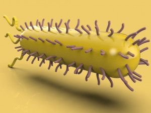 bacteria 3D Model