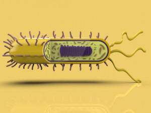 bacteria 3D Model