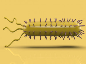 bacteria 3D Model