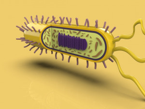 bacteria 3D Model