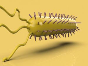 bacteria 3D Model