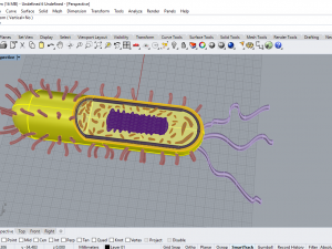 bacteria 3D Model