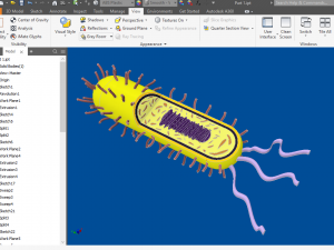 bacteria 3D Model