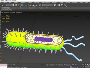 bacteria 3D Model