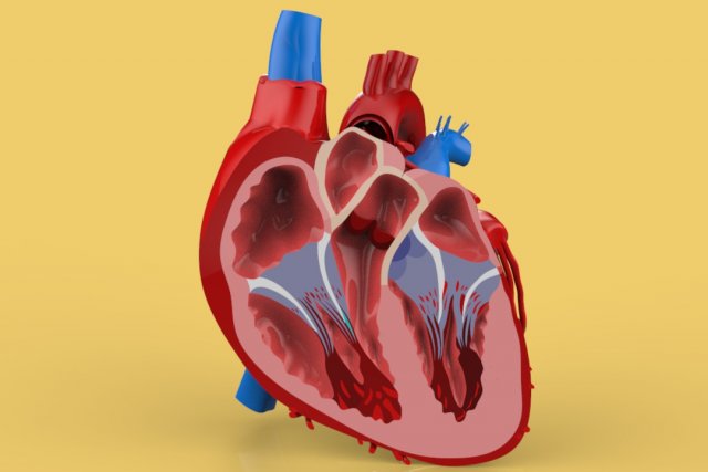 human heart cross section anatomy 3D Модель .c4d .max .obj .3ds .fbx .stl .blend 