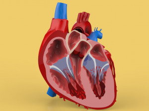 human heart cross section anatomy 3D Model