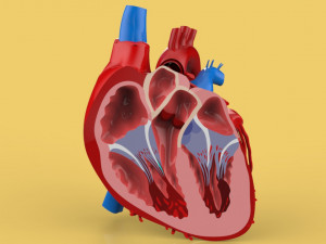 human heart cross section anatomy 3Dモデル