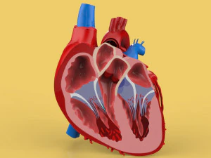anatomia przekroju ludzkiego serca Model 3D