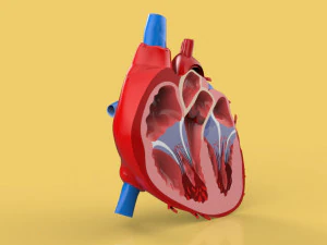 human heart cross section anatomy 3D Model
