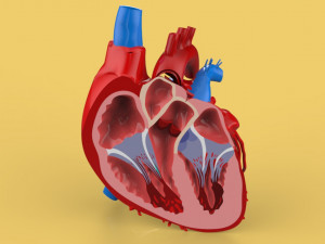 human heart cross section anatomy 3D Модель