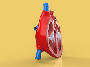 human heart cross section anatomy 3D Модель
