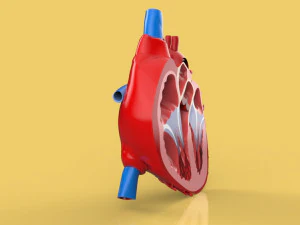 human heart cross section anatomy 3D Model