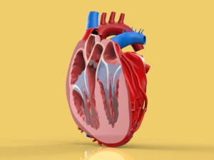 human heart cross section anatomy 3D Model