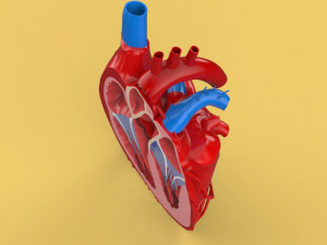 human heart cross section anatomy 3D Модель