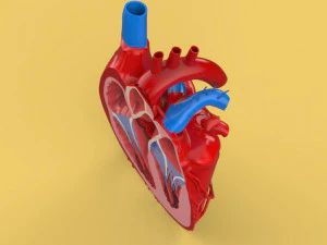human heart cross section anatomy 3D Model