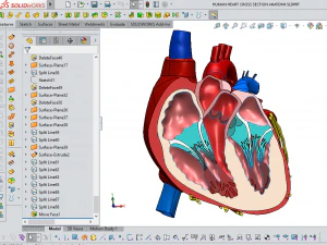 human heart cross section anatomy 3D Model