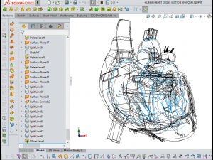 human heart cross section anatomy 3D Модель