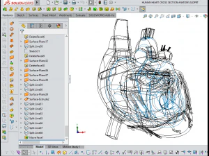 human heart cross section anatomy 3D Model