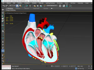 human heart cross section anatomy 3D Model