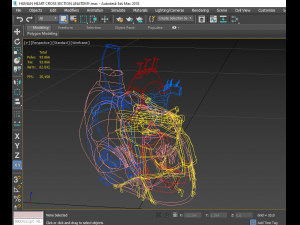 human heart cross section anatomy 3D Модель