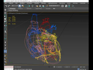 human heart cross section anatomy 3D Model