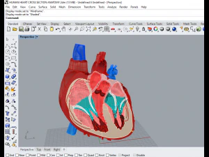 human heart cross section anatomy 3D Model