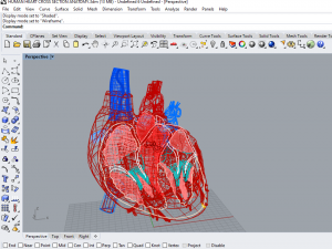 human heart cross section anatomy 3D Модель