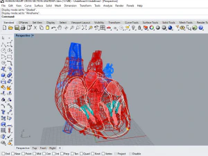 human heart cross section anatomy 3D Model