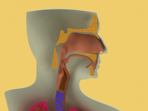 3D LUNGS RESPIRATORY SYSTEM Modelo 3D