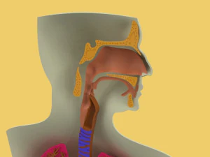 3D LUNGS RESPIRATORY SYSTEM 3D Model