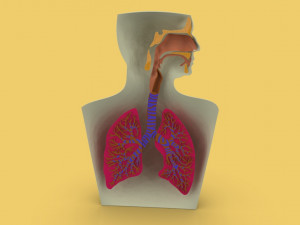 3D LUNGS RESPIRATORY SYSTEM Modelo 3D