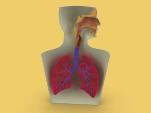 3D LUNGS RESPIRATORY SYSTEM 3D Model